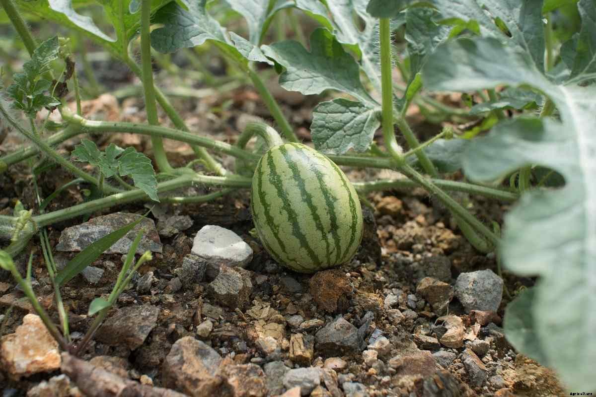 Watermelon Growing Tips, Tricks, Ideas, and Secrets