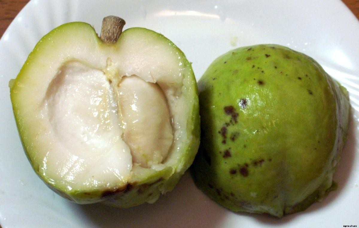 Growing White Sapote – Tips, Ideas, and Secrets