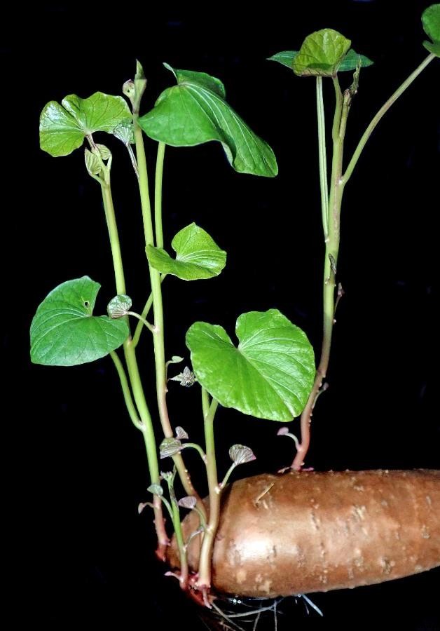 Sweet Potato Growing Tips, Tricks, Ideas, and Secrets