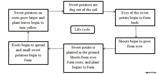 Sweet Potato Growing Tips, Tricks, Ideas, and Secrets