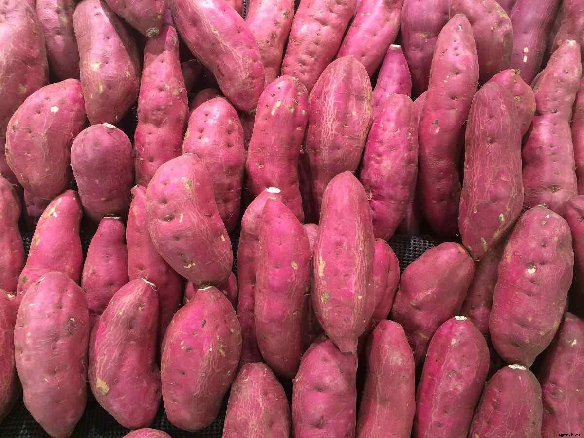 Sweet Potato Growing Tips, Tricks, Ideas, and Secrets