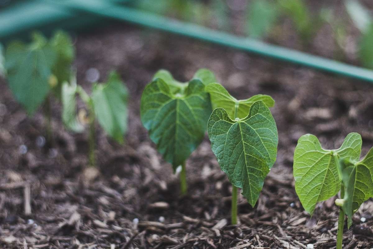 Growing Vegetables In Singapore