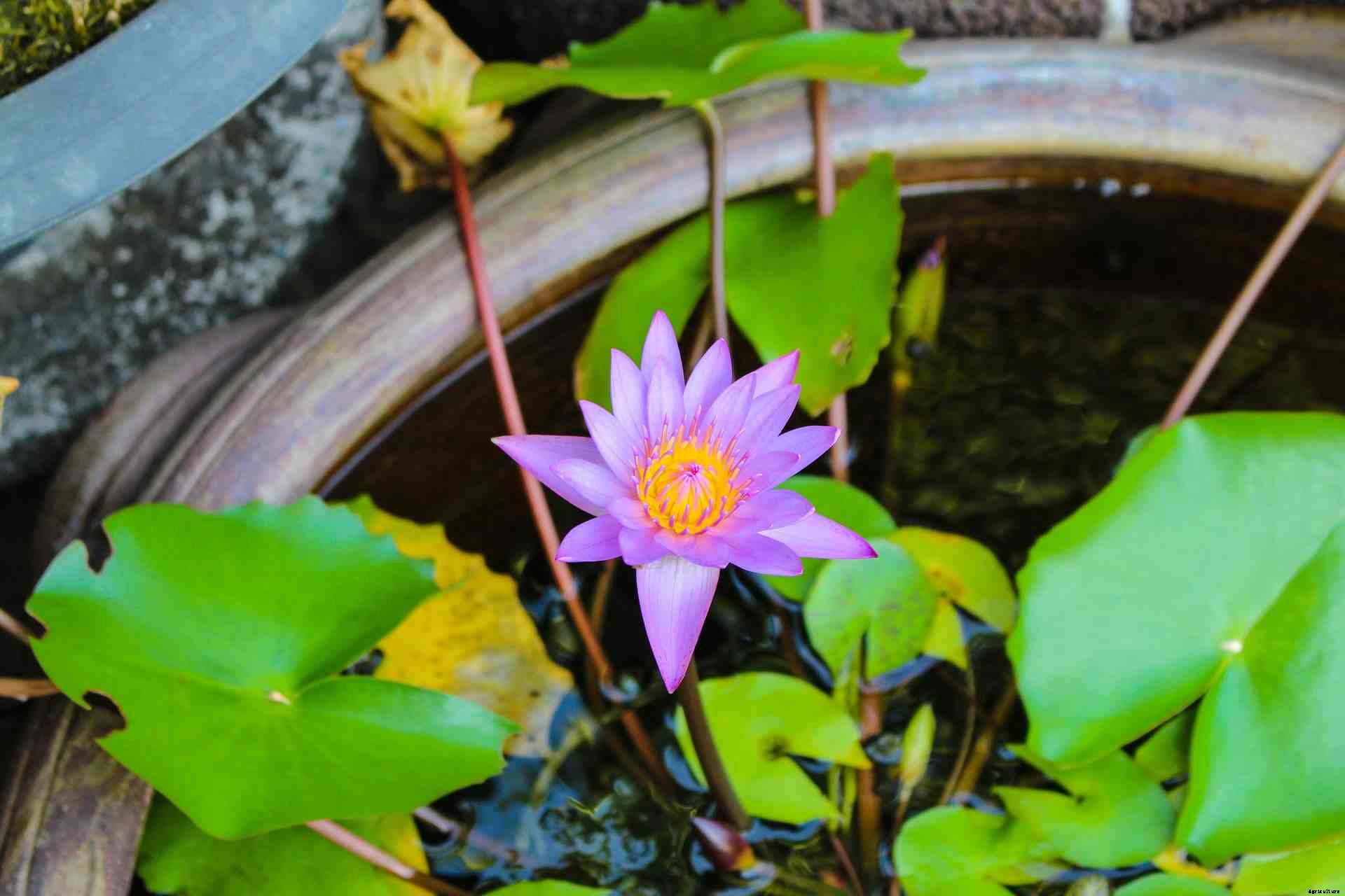 Growing Aquatic Plants, Tips, Ideas, and Secrets