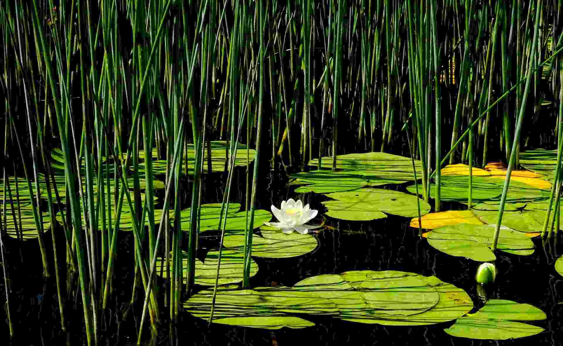 Growing Aquatic Plants, Tips, Ideas, and Secrets