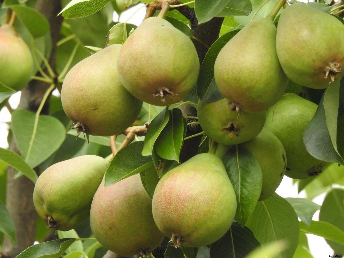 Planting A Pear Tree – A Full Guide