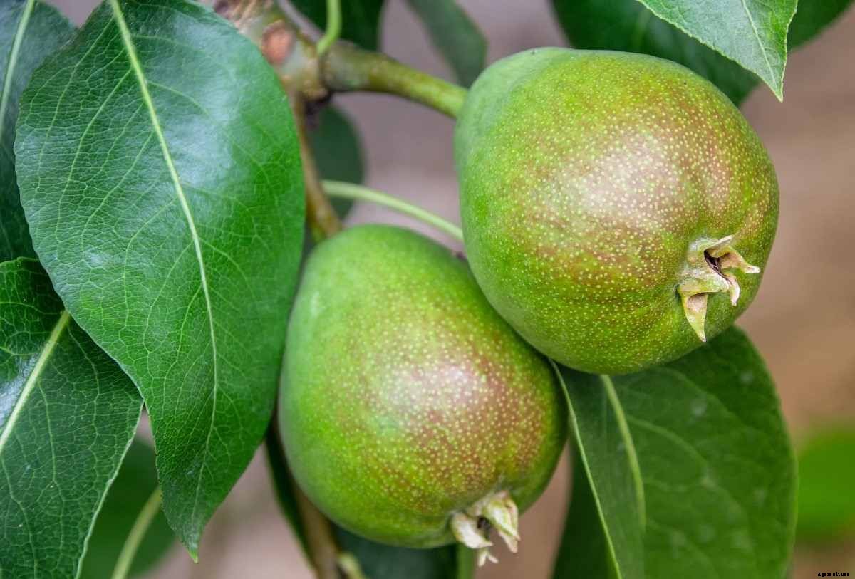 Planting A Pear Tree – A Full Guide