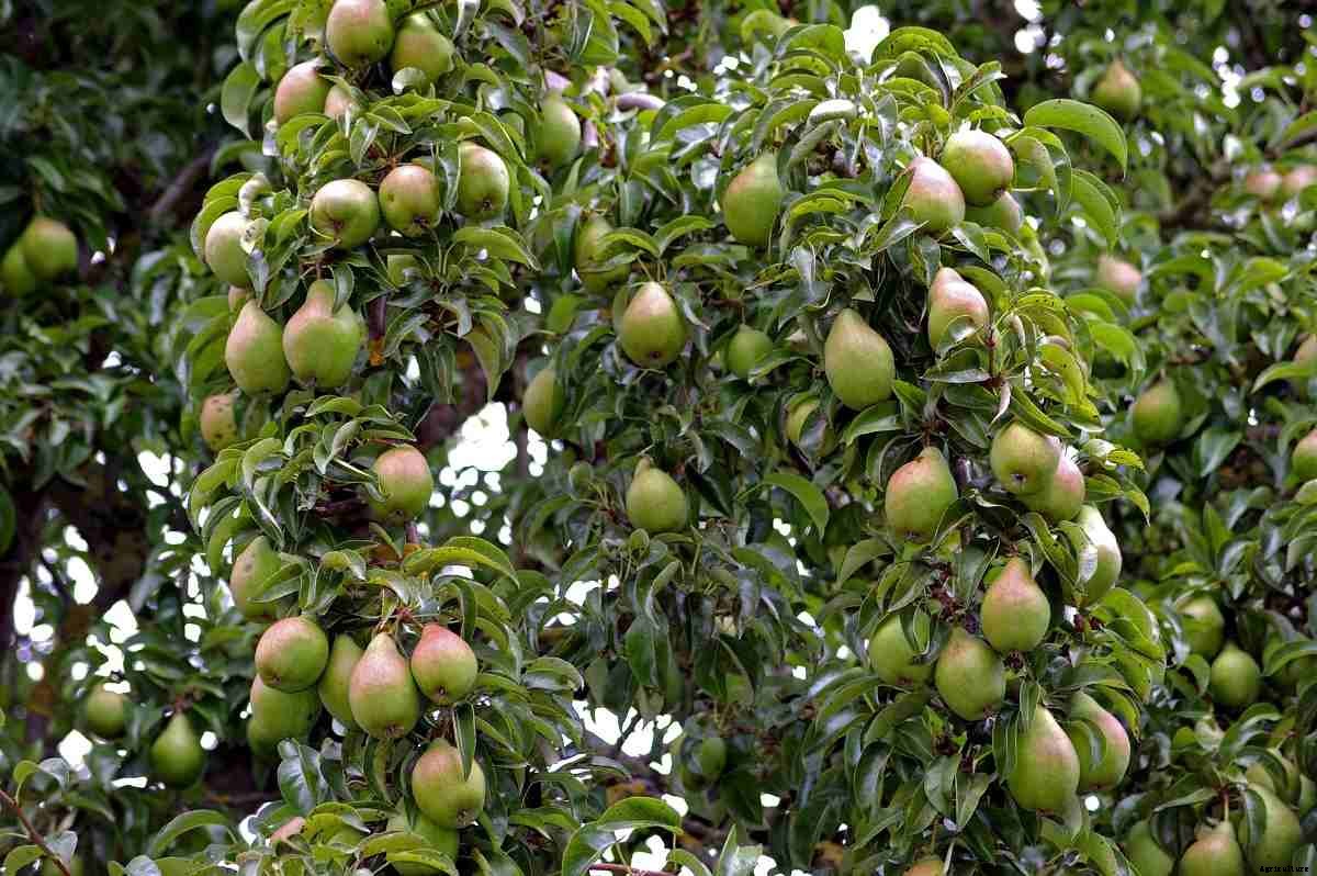 Planting A Pear Tree – A Full Guide