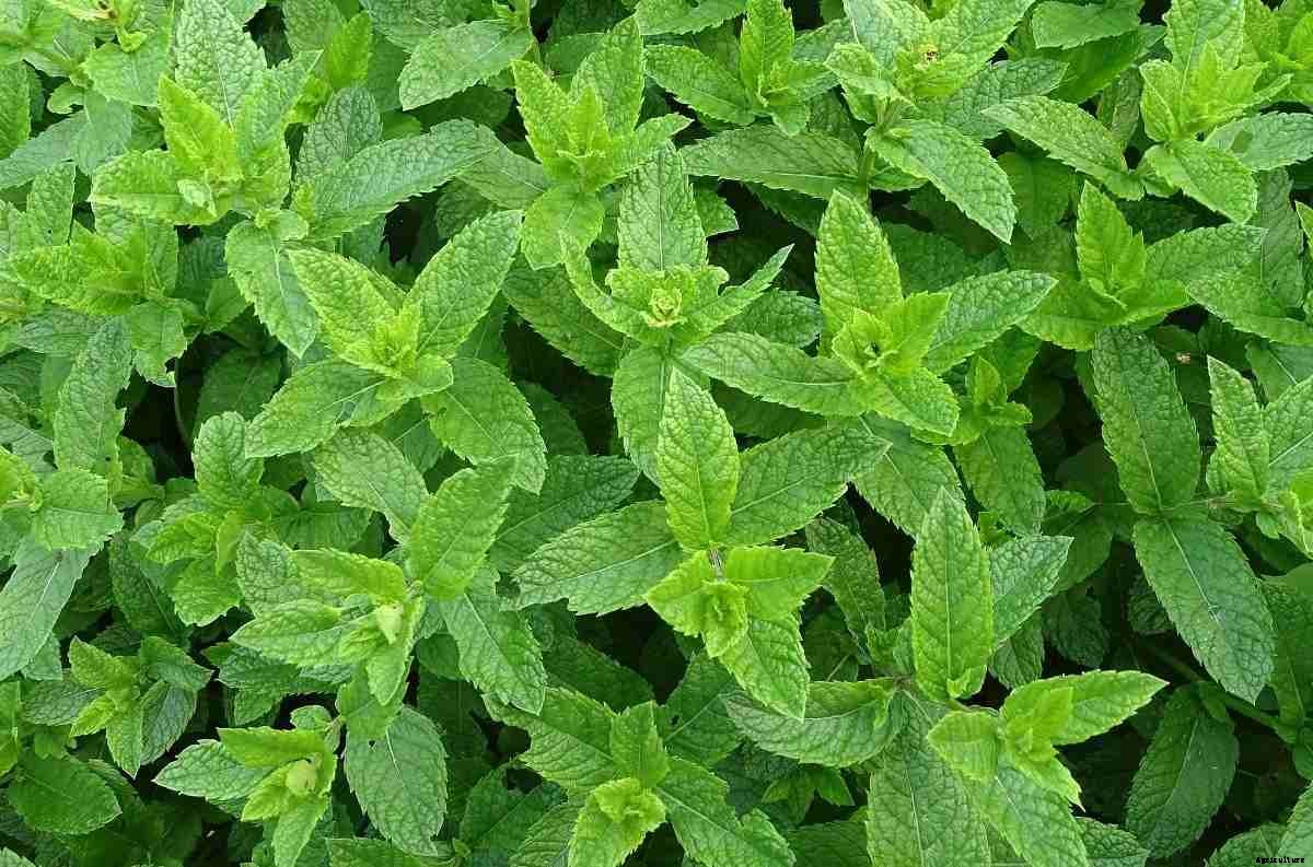 Mint Growing Tips, Techniques, Ideas, and Secrets