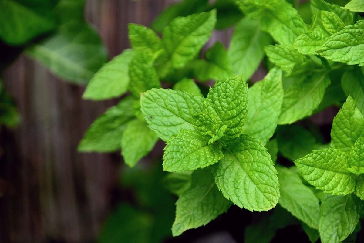 Mint Growing Tips, Techniques, Ideas, and Secrets