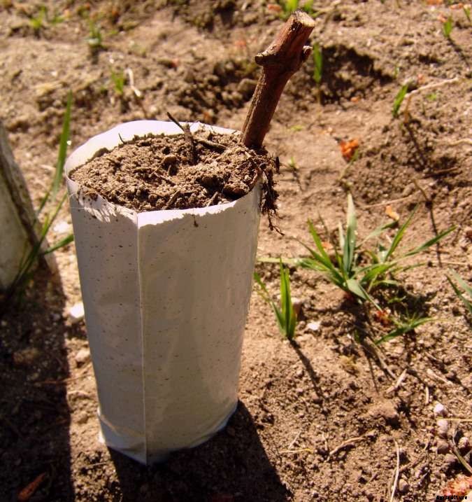 Grafting Plants Techniques, Ideas, Tips, and Secrets