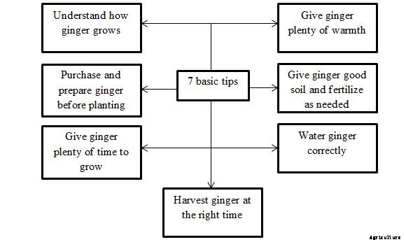 Ginger Growing Tips, Techniques, Ideas, and Secrets