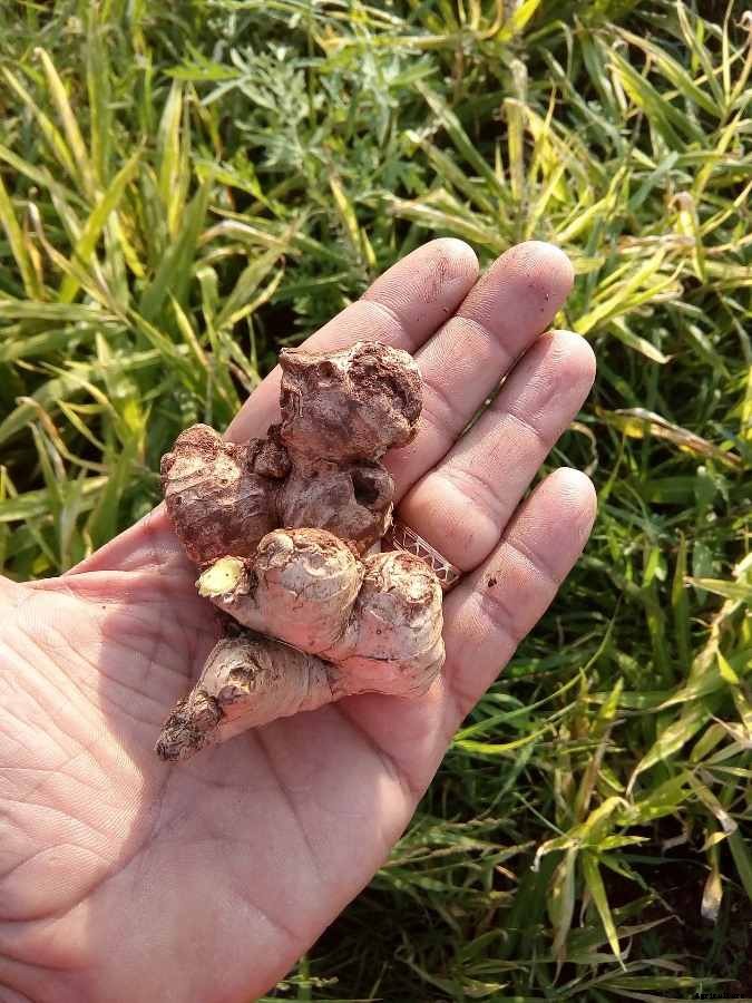 Ginger Growing Tips, Techniques, Ideas, and Secrets