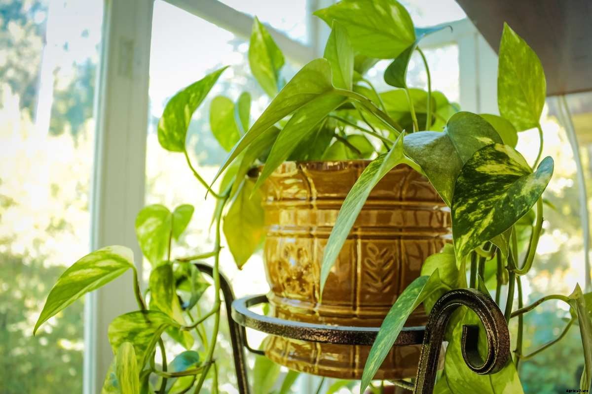 Creating Humidity For Indoor Plants