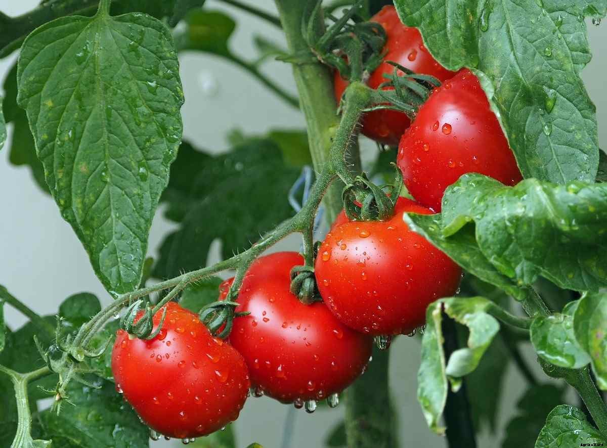 Easy Growing Vegetables In Apartments
