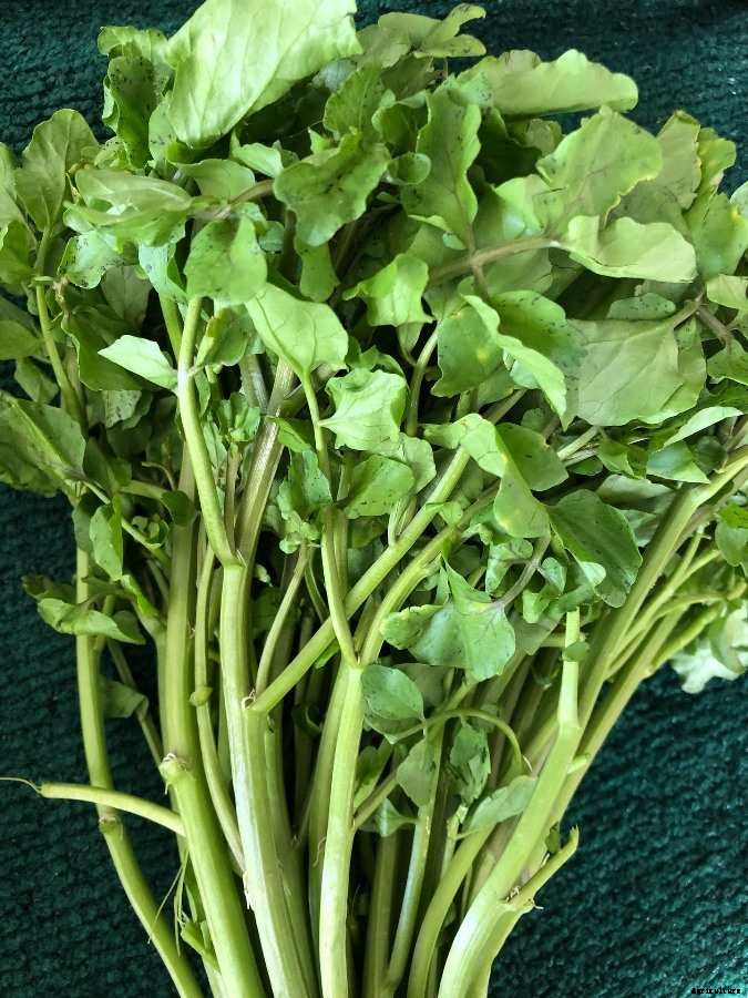 Growing Watercress In Containers, Ground