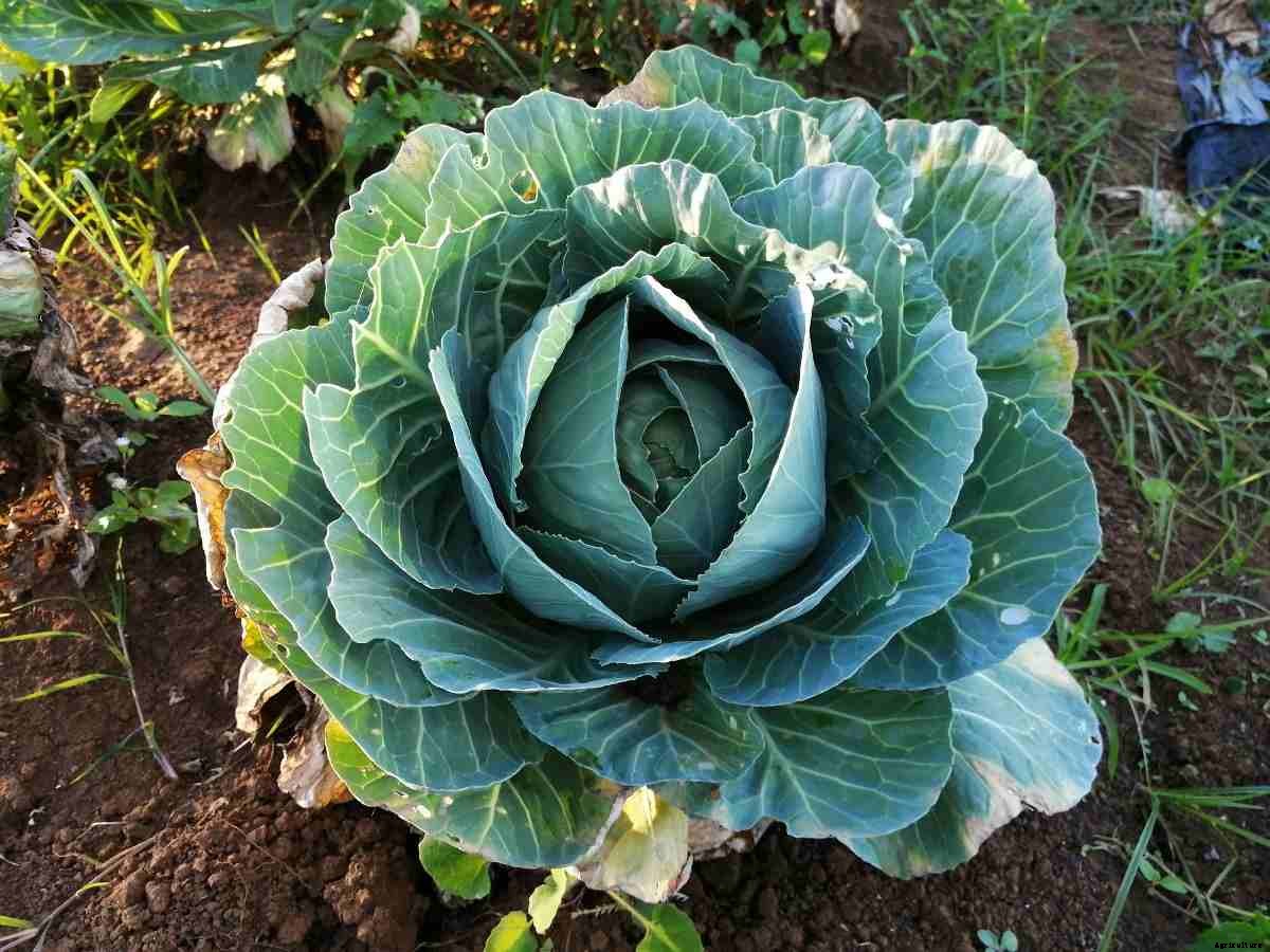Cabbage Growing Tips, Tricks, Ideas, and Secrets