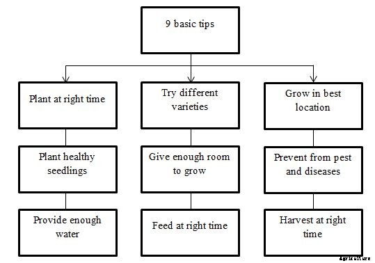 Cabbage Growing Tips, Tricks, Ideas, and Secrets