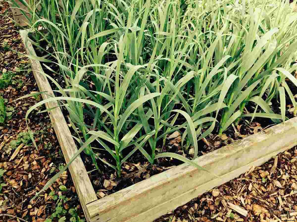 Garlic Growing Tips, Tricks, Ideas, and Secrets