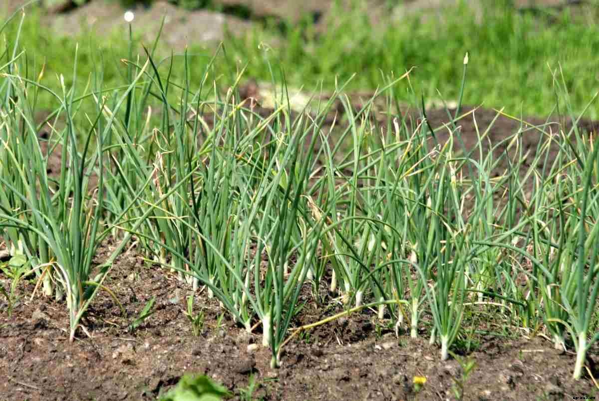 Garlic Growing Tips, Tricks, Ideas, and Secrets