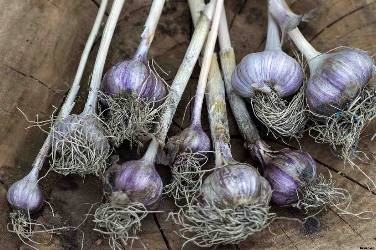 Garlic Growing Tips, Tricks, Ideas, and Secrets