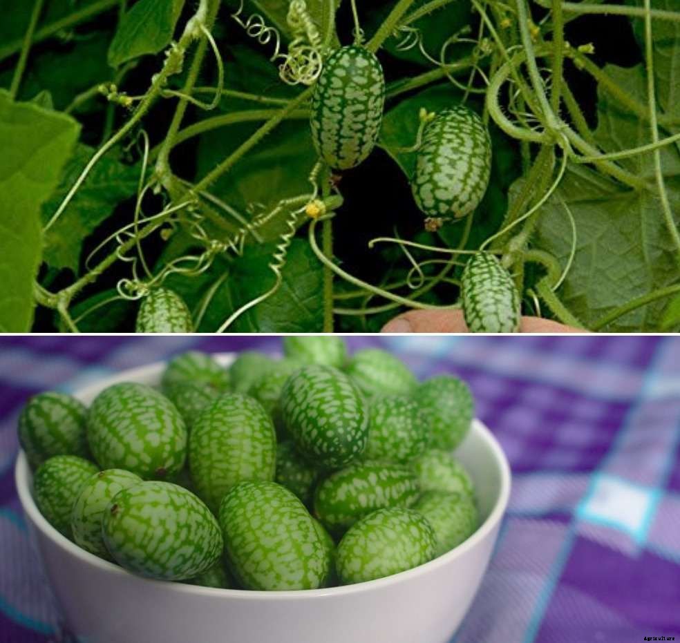 Growing Cucamelons At Home – A Full Planting Guide