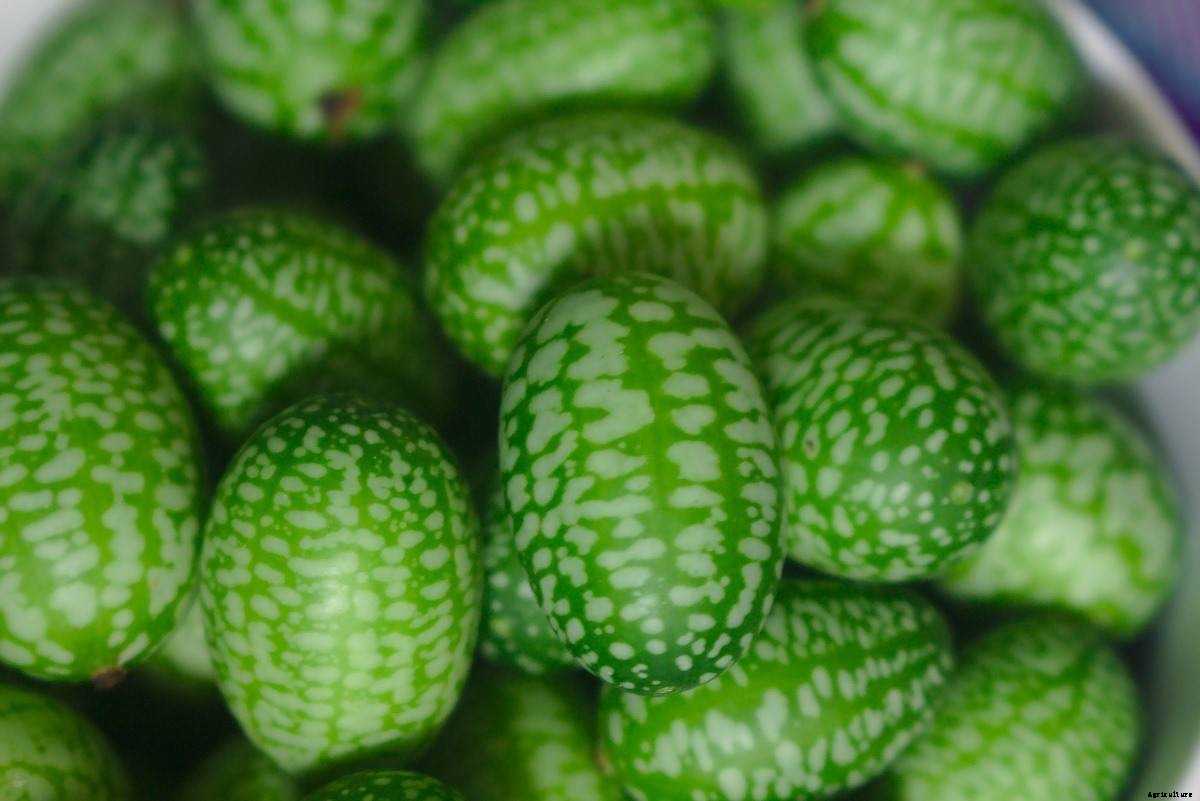 Growing Cucamelons At Home – A Full Planting Guide