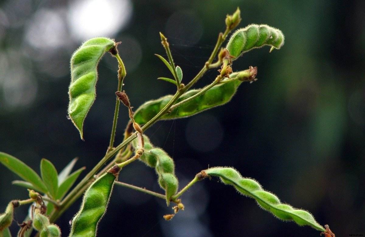 Growing Pigeon Peas In Container – Planting Guide
