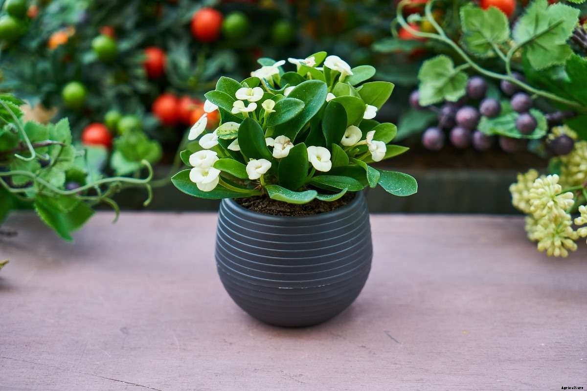 Growing Potted Flower Plants – A Full Planting Guide