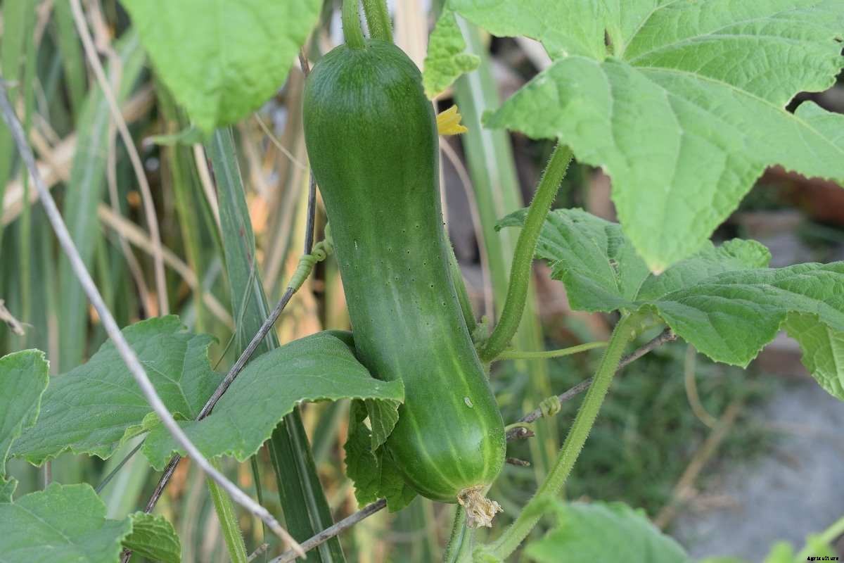 Tips For Growing Cucumbers, Ideas, And Secrets