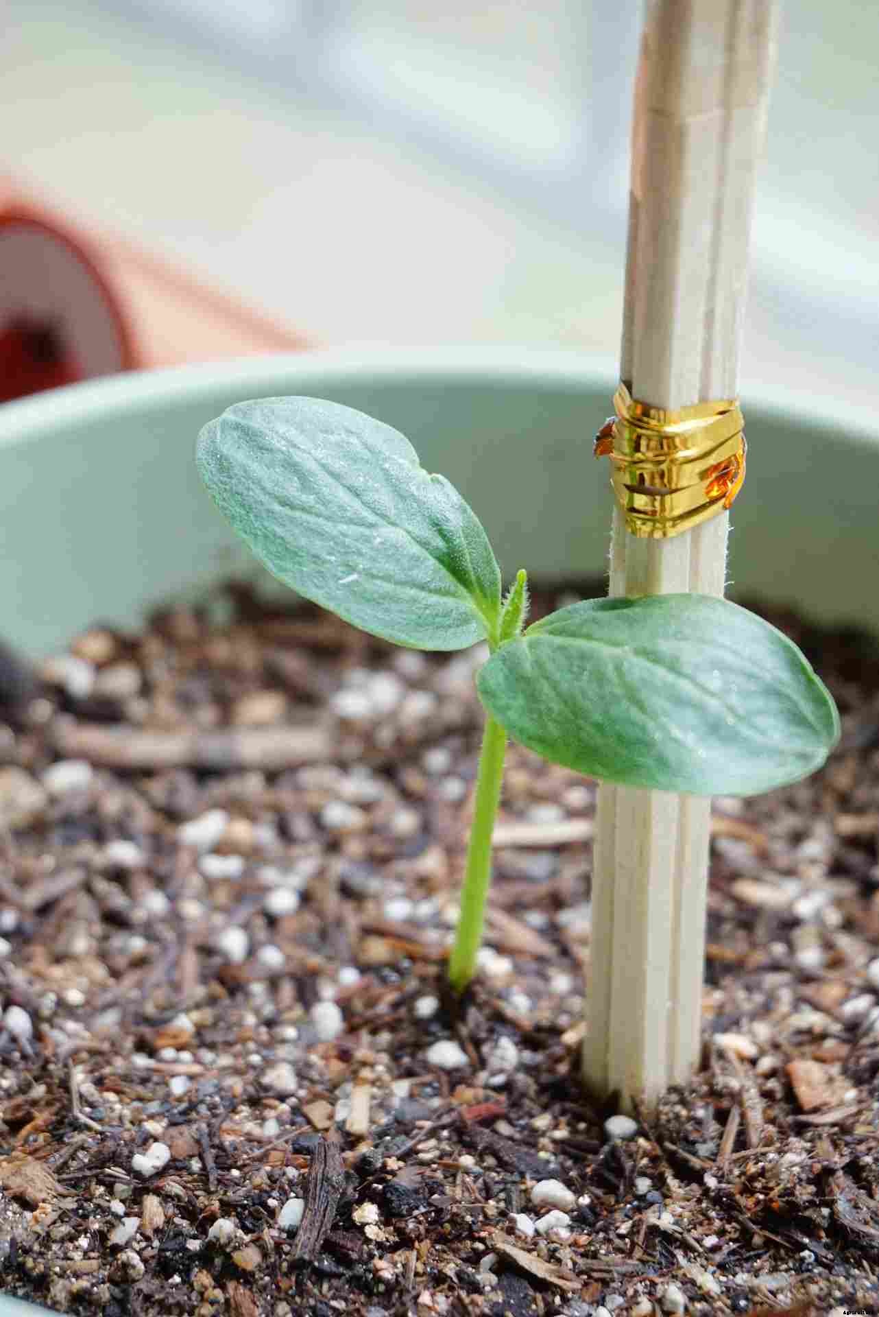 Tips For Growing Cucumbers, Ideas, And Secrets