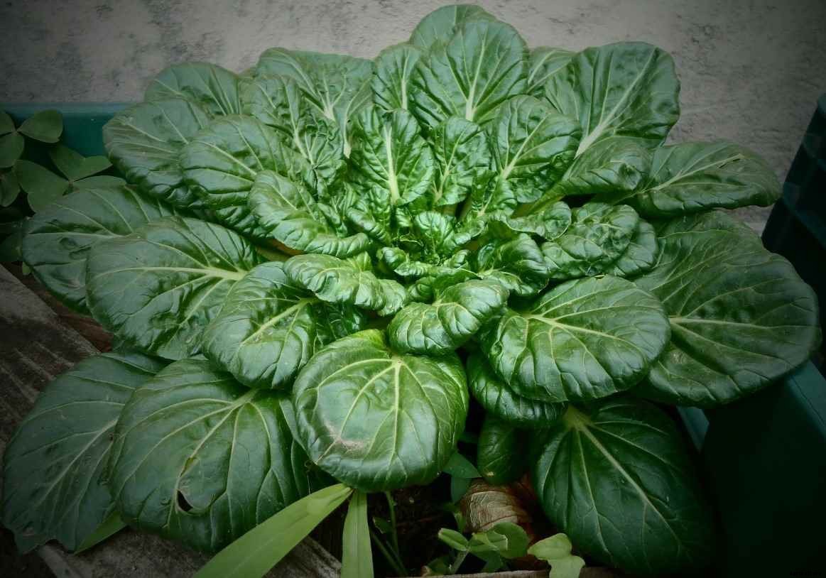 Growing Tatsoi In Pots – A Full Planting Guide