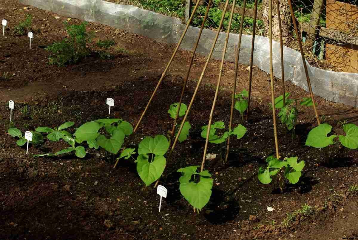 Tips For Growing Beans, Ideas, Tricks, Secrets