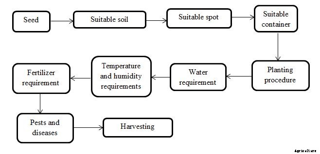 Tips For Growing Beans, Ideas, Tricks, Secrets