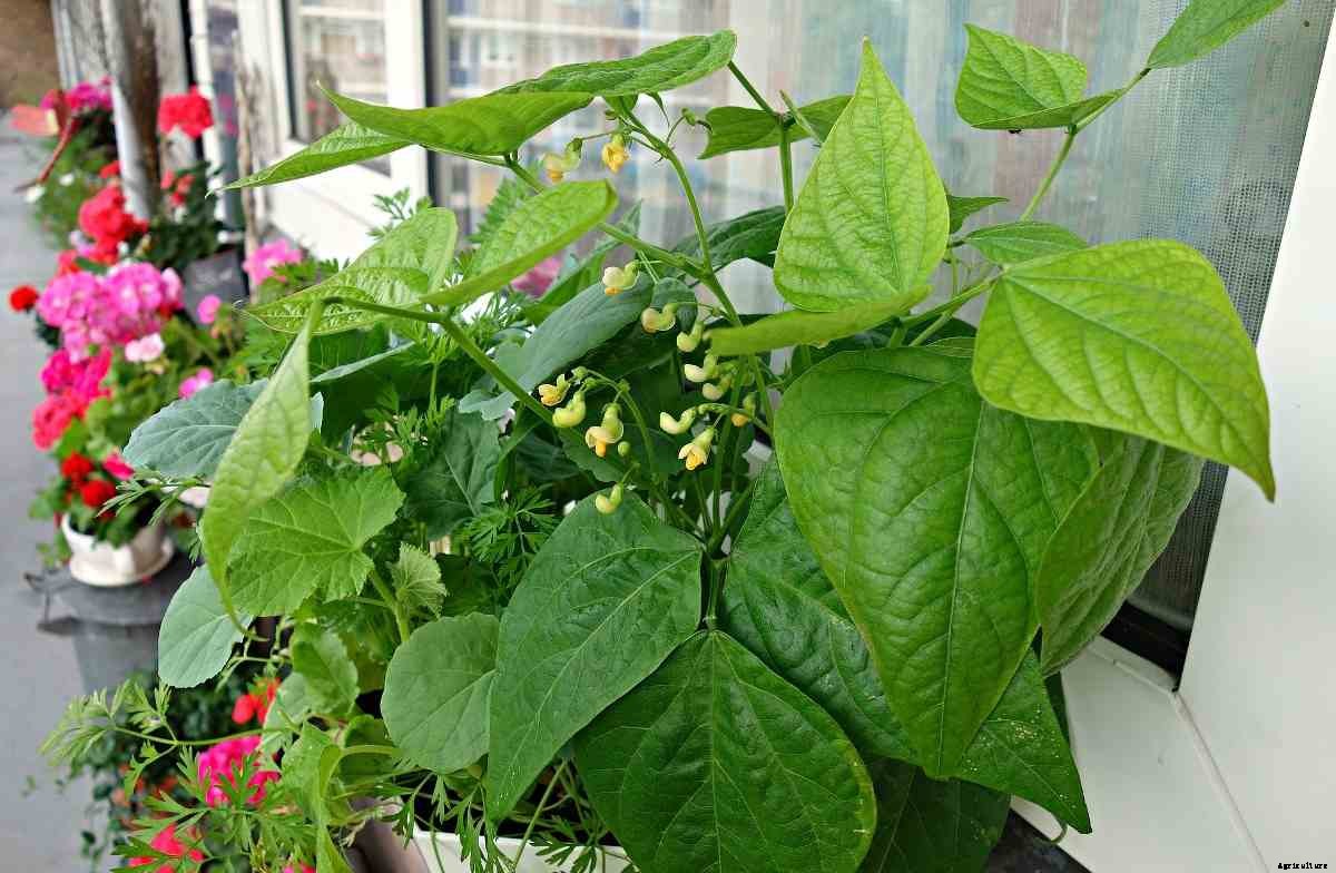 Tips For Growing Beans, Ideas, Tricks, Secrets