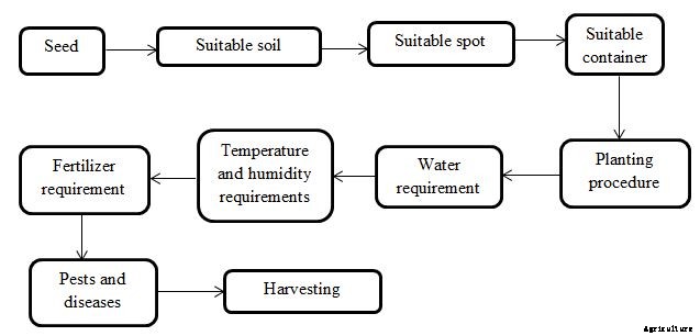 Onion Growing Tips, Tricks, and Secrets