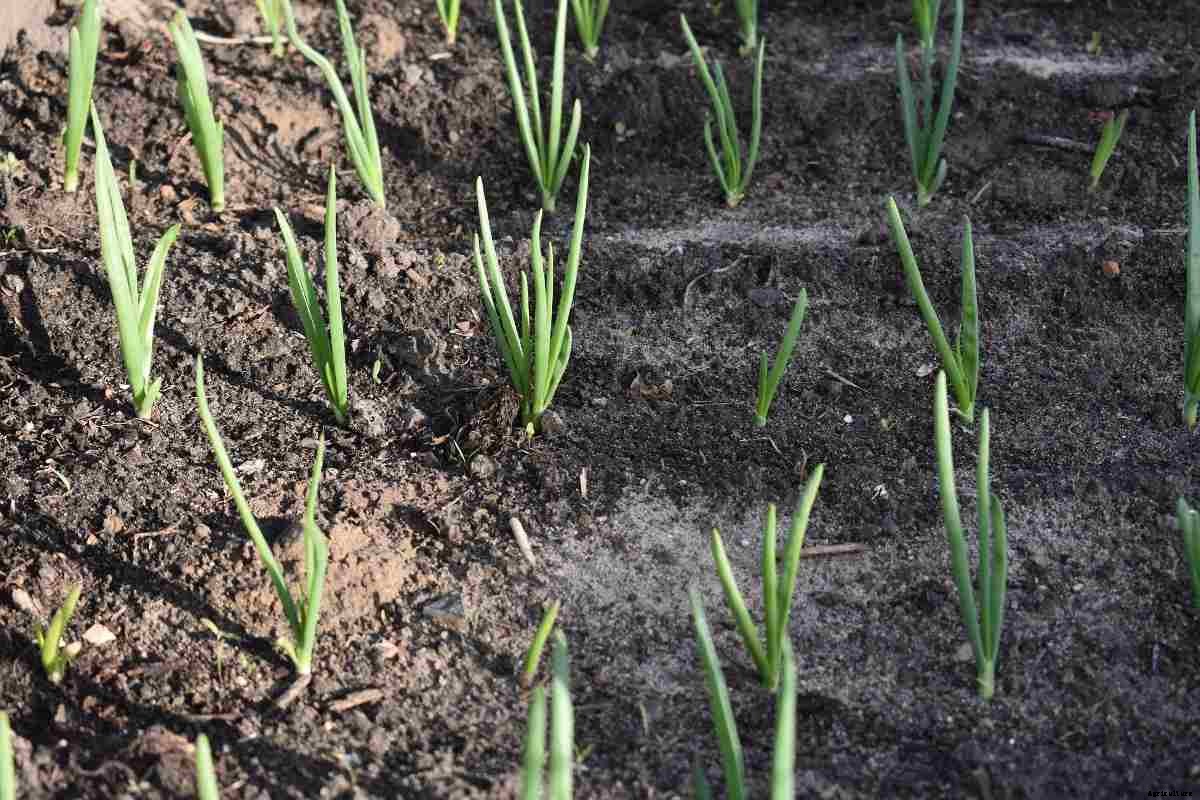 Onion Growing Tips, Tricks, and Secrets