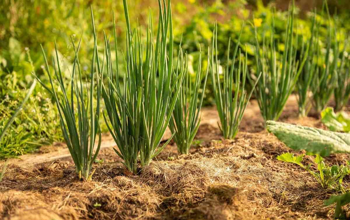 Onion Growing Tips, Tricks, and Secrets