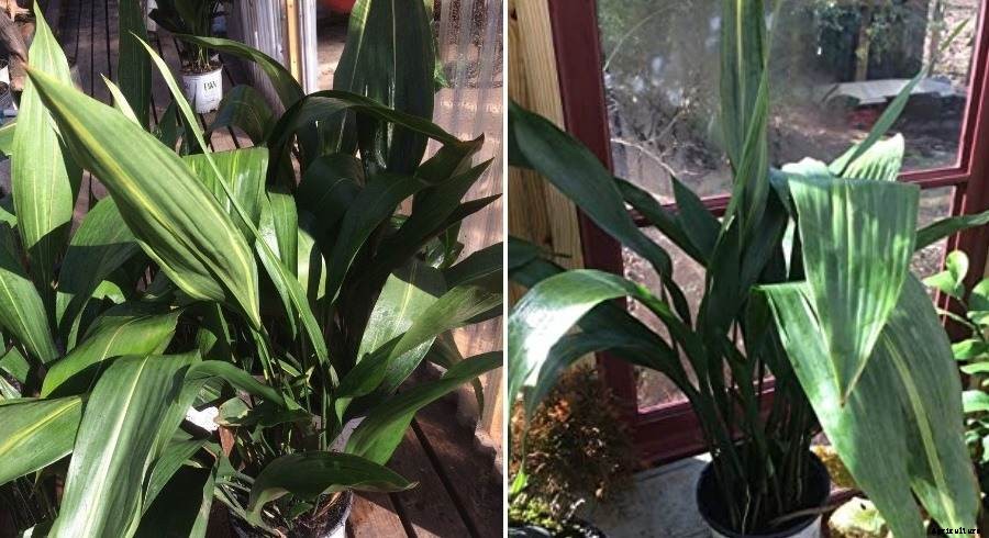 Growing Cast Iron Plant – A Planting Guide