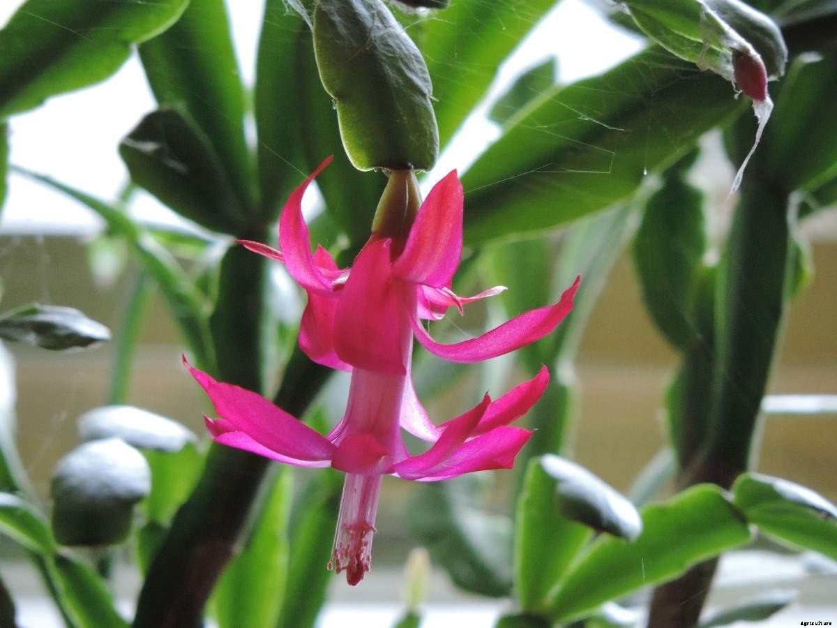 Growing Christmas Cactus Indoors – A Planting Guide
