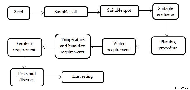 Bell Pepper Growing Tips, Techniques, Ideas, Secrets