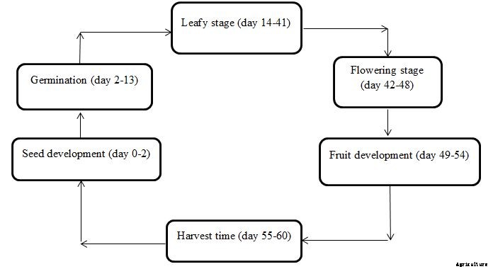 Okra Growing Tips, Ideas, Secrets, and Techniques