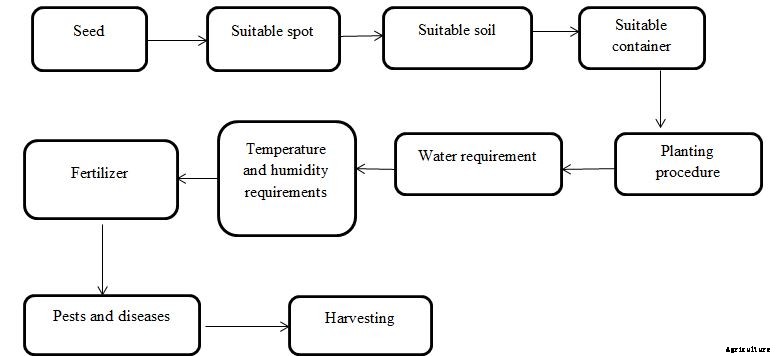 Okra Growing Tips, Ideas, Secrets, and Techniques