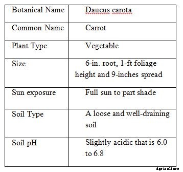 Carrot Growing Tips, Ideas, Secrets, and Techniques