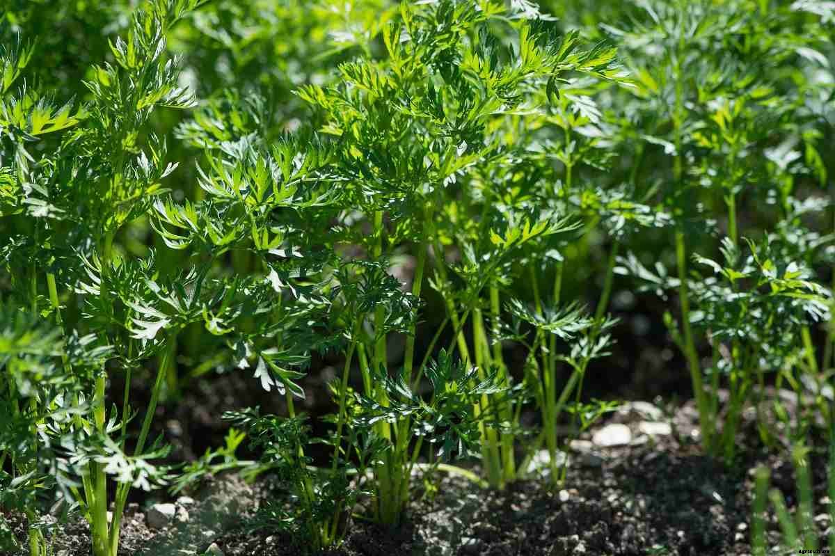 Carrot Growing Tips, Ideas, Secrets, and Techniques