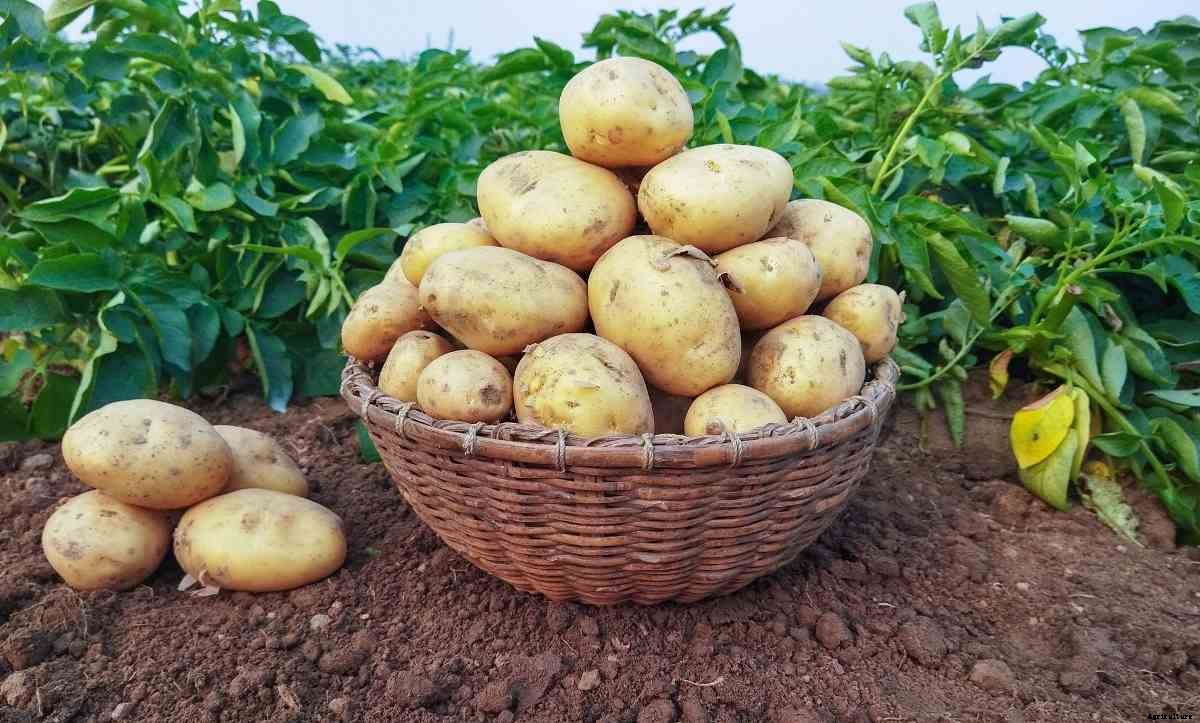 Potato Growing Tips, Ideas, Secrets, and Techniques
