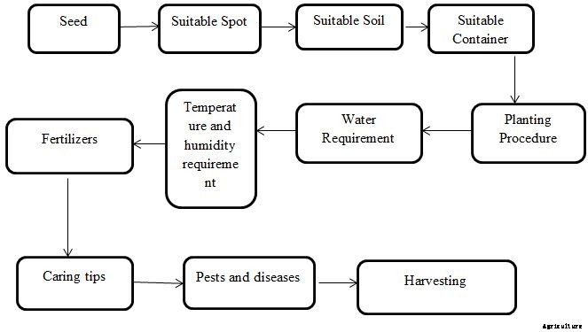 Potato Growing Tips, Ideas, Secrets, and Techniques