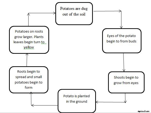 Potato Growing Tips, Ideas, Secrets, and Techniques