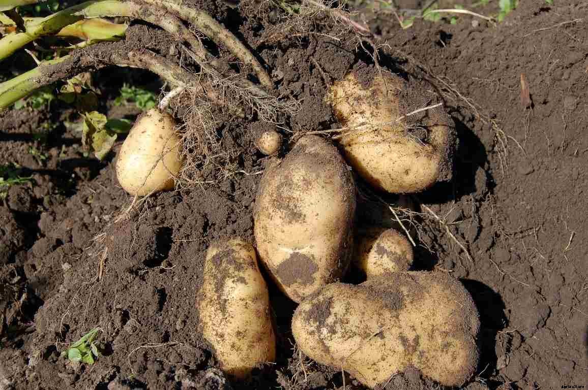 Potato Growing Tips, Ideas, Secrets, and Techniques