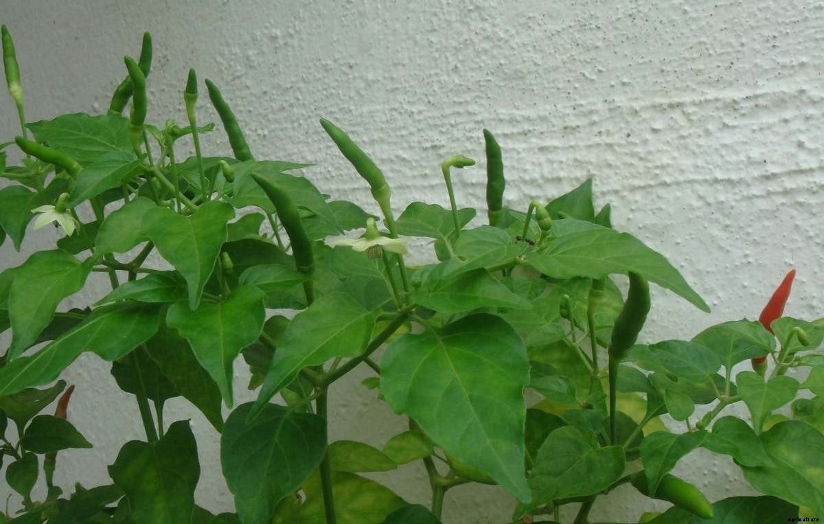 Green Chilli Growing Tips, Ideas,  and Techniques