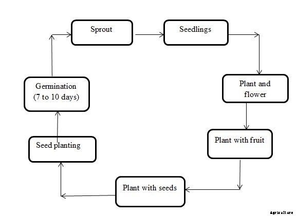 Green Chilli Growing Tips, Ideas,  and Techniques